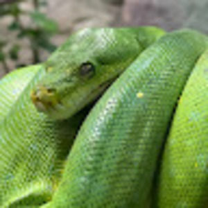 Meet your Posher, Ella